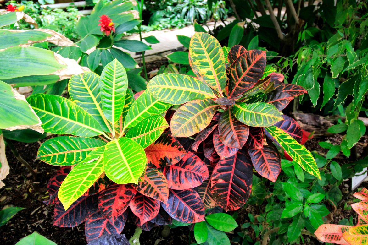 helechos del jardín botánico de valencia