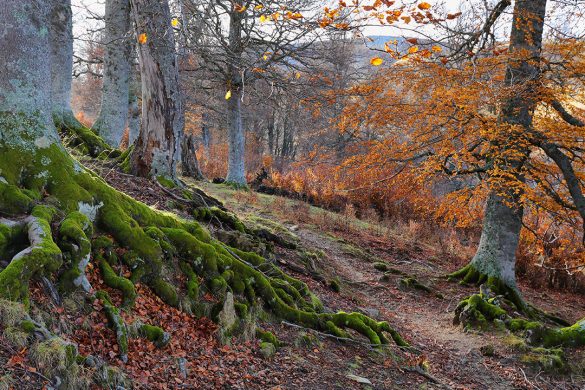 El frondoso bosque de Gamueta en el valle de Ansó.