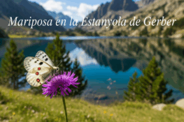 Mariposas en la estanyola de Gerber