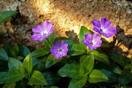 Las fascinantes plantas depredadoras que habitan en la Comunidad Valenciana
