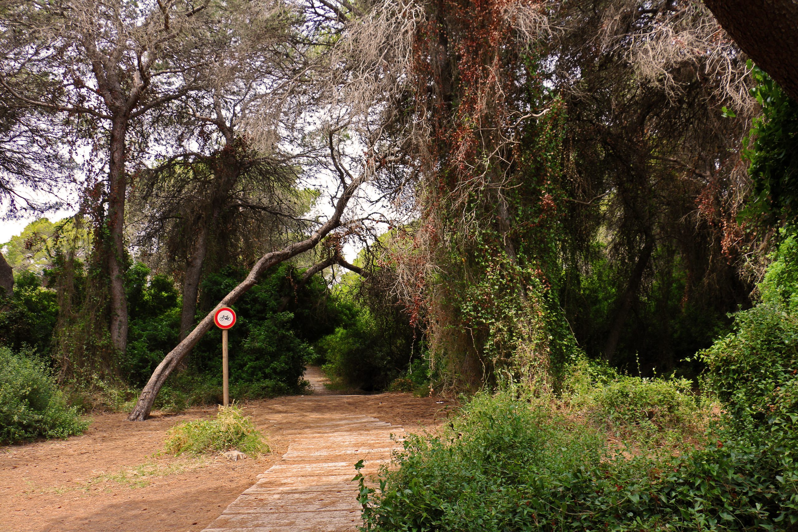 Pino Carrasco Pino carrasco (pino halepensis)
