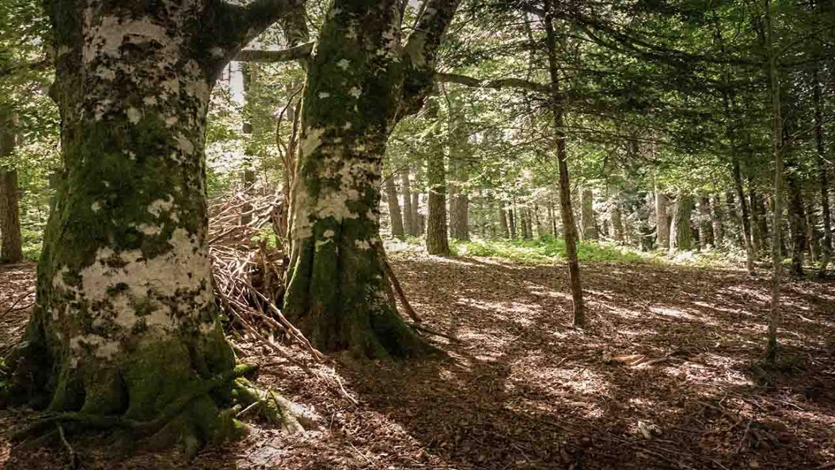 Abetos majestuosos en la Selva de Oza, bañados por una suave luz que resalta la serenidad del paisaje pirenaico.
