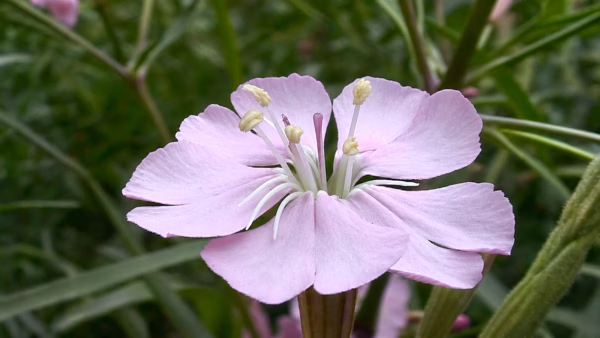 Silene de ifach