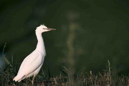 Guia de flora y fauna de espacios protegidos de la Comunidad Valenciana