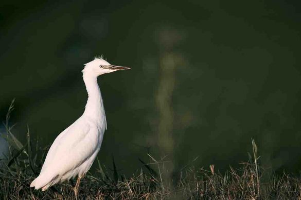 Guia de flora y fauna de espacios protegidos de la Comunidad Valenciana