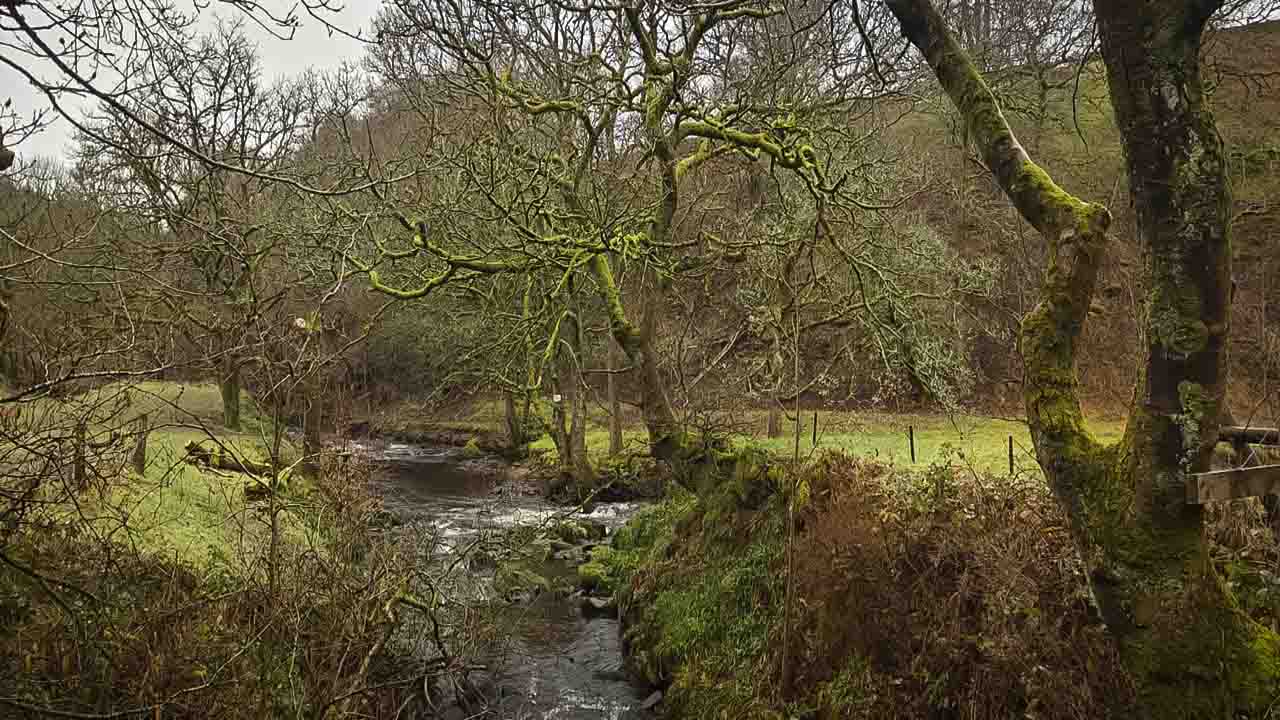 El curso del río Dane fluyendo entre los musgosos árboles del valle de Gradbach, en el Parque Nacional del Peak Distric