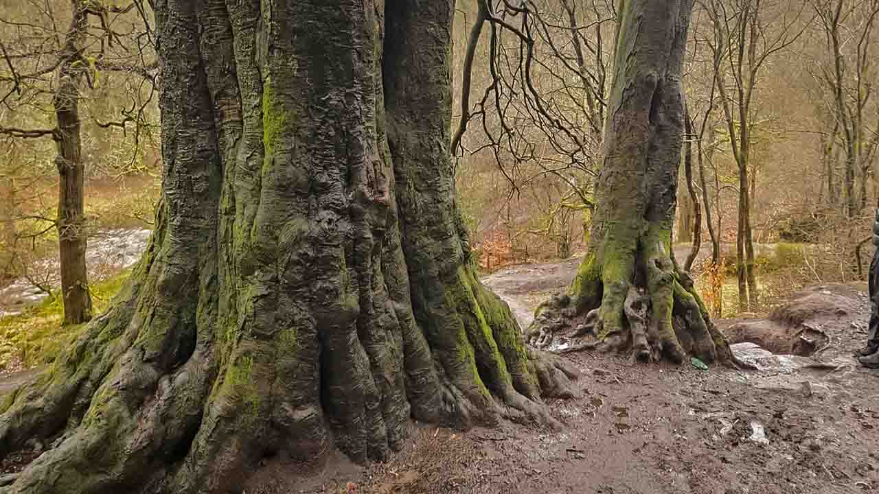 Las colosales raíces cubiertas de musgo que dan la bienvenida al internarse en el histórico bosque de Back Forest